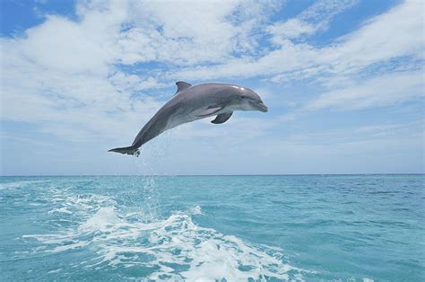 Bottlenose Dolphin Jumping Photograph by Martin Ruegner - Fine Art America