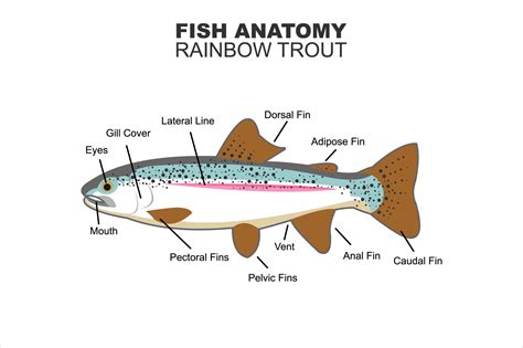 Rainbow Trout Anatomy Gráfico por lexlinx · Creative Fabrica