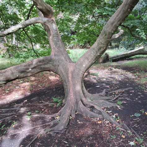 Celtis sinensis in Bute Park