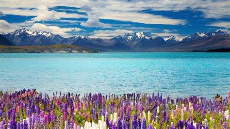 Lake Tekapo New Zealand Mountains Flower Wallpaper