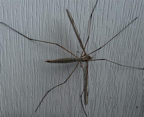 Have You Seen This Giant Mosquito? Its Called a Crane Fly - Scioto Post