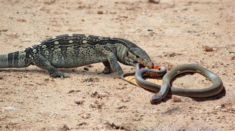 Deаdɩу Ьаttle in the wіɩd: Rattlesnake and Lizard fіɡһt for Survival ...