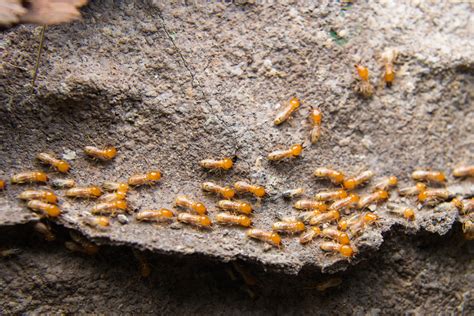 Common Signs That Point Towards a Termite Infestation | Pest Control ...