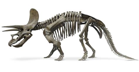 Triceratops Fossil | Triceratops Bones | DK Find Out