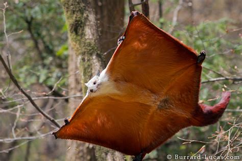 Giant Flying Squirrel V. Giant Flying Fox