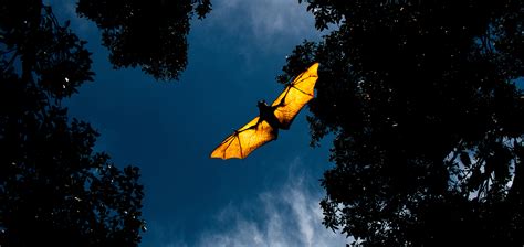 Celebrate Bat Week with Natural Habitat Adventures - hoptraveler