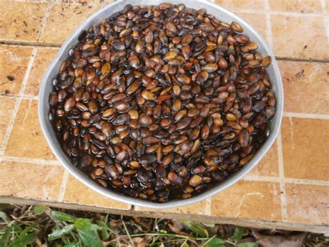 Graviolas can be grown from Thai seeds | Discovery Garden