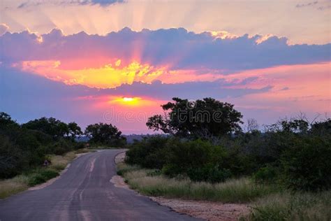 Sunset on savanna stock image. Image of trees, reflection - 143507877