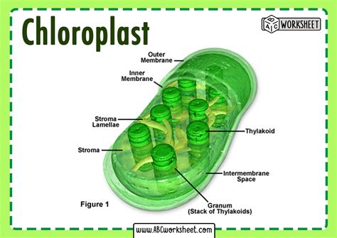 Chloroplasts And Mitochondria Worksheet - Printable Kids Entertainment