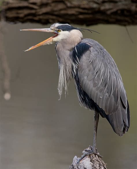 Great Blue Heron : Minnesota Breeding Bird Atlas