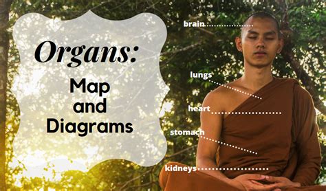 Body Organs: Maps And Diagrams - Science Trends