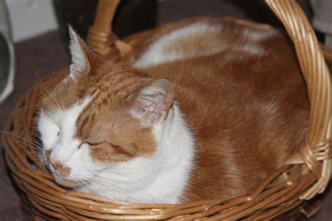 30 Cutest Photos of Cats in Baskets - Best Photography, Art, Landscapes ...