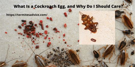 Why Cockroach Eggs Can Be An Early Indicator Of Infestation