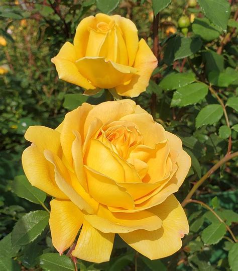 Rosa 'Golden Celebration' Golden Celebration English Rose from Prides ...