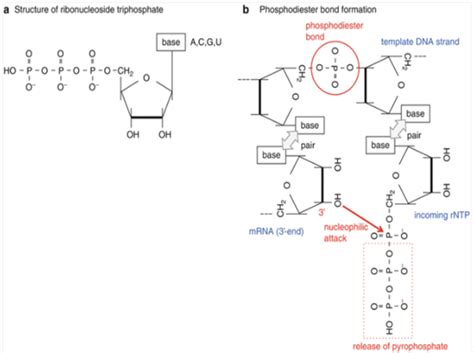 Phosphodiester bond - Definition and Examples - Biology Online Dictionary