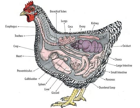 Hen anatomy | Chicken anatomy, Chicken facts, Animal science