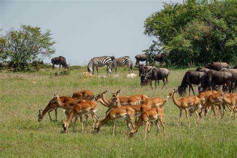 Safari in Maasai Mara (Kenya) during the Wildebeest Migration ...