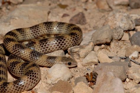 31+ Snakes in Utah: ID Guide with Facts and Photos