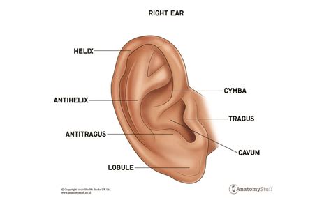 56+ External Ear Anatomy Diagram - ClydeSabeen