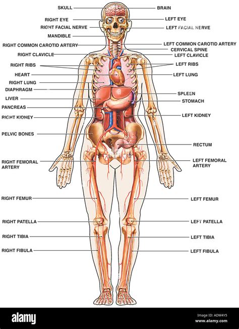 Human Body Organs Diagram