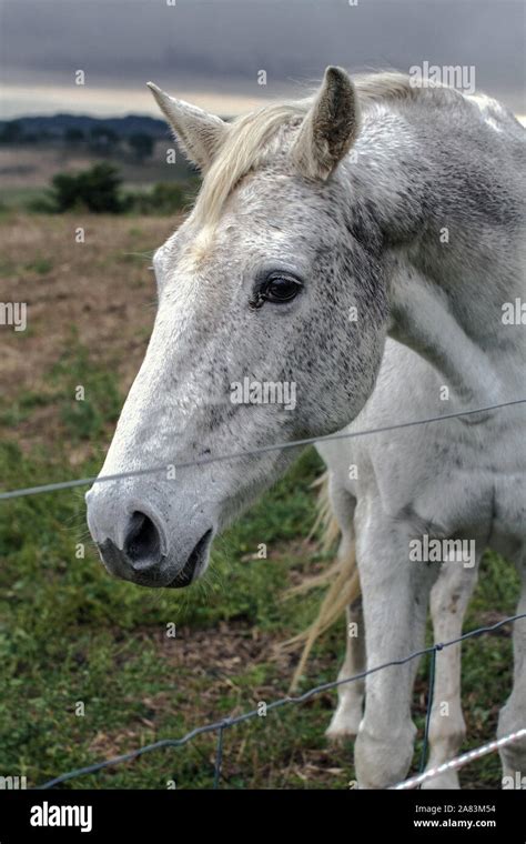 Close-up face a beautiful white horse on the farm Stock Photo - Alamy