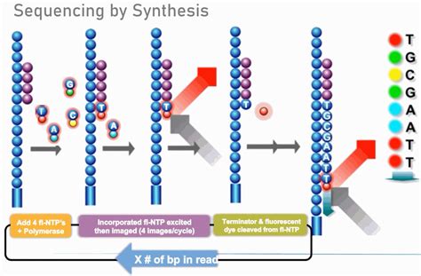 Illumina High Throughput Sequencing | DNA Technologies Core