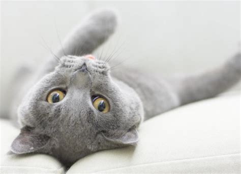 Cat Mammary Gland Tumors: Symptoms, Causes, Treatment, and FAQs | PetMD