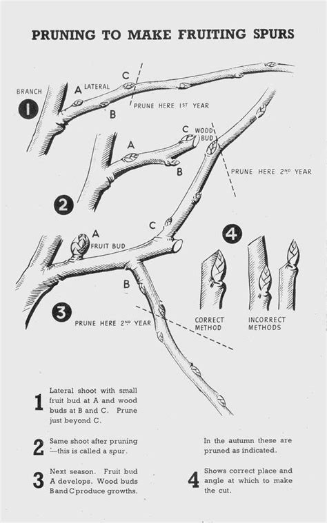 Pruning Old Apple Trees Diagrams