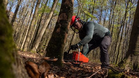 Man Cutting the Tree Using a Chainsaw · Free Stock Photo