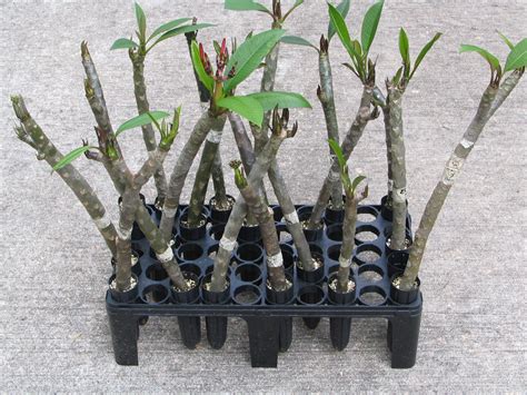 Plumeria Care and Propagation: Rooting with the Texas Two-Step