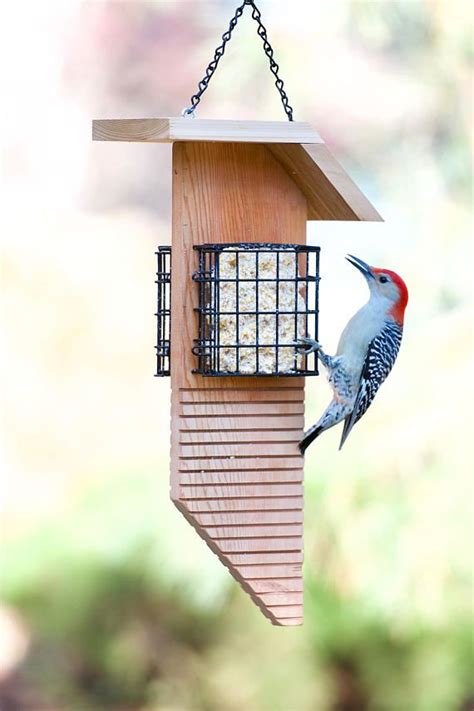 Woodpecker Feeder Plans - Rumah Melo