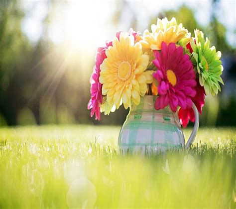 Flowers sunshine HD wallpaper | Pxfuel