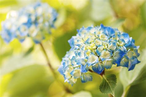 Hydrangea Wallpapers - Wallpaper Cave