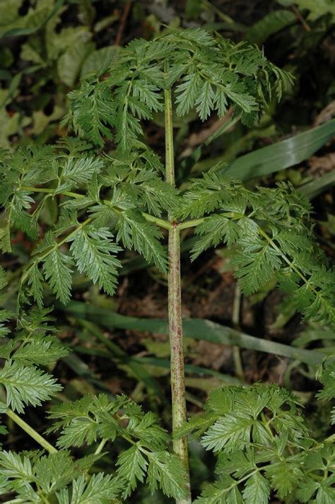 Conium maculatum (Apiaceae) image 15181 at PlantSystematics.org