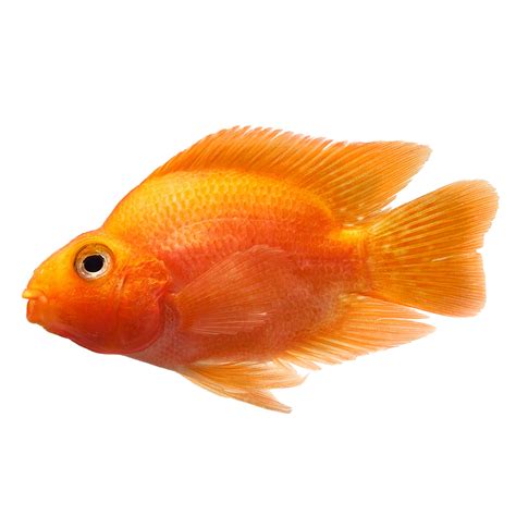 Blood Parrot Cichlid (Cichlasoma sp.) | Petco