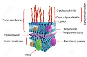 Gram negative bacterial cell wall | Ask Microbiology