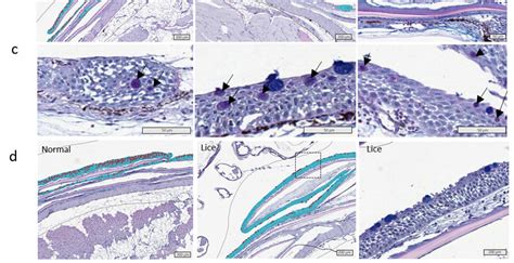 Mucous cell parameters and histology (a) Mucous cell area, mucous cell ...