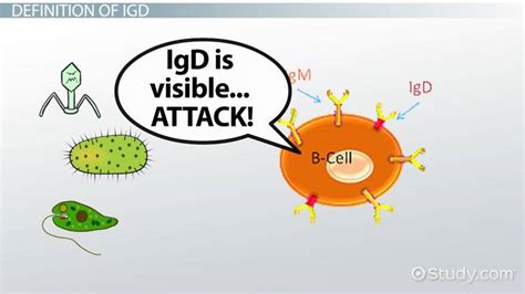 Immunoglobulin D | IgD Location, Function & Deficiency - Video & Lesson ...