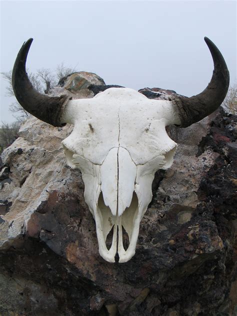 Buffalo Skull, American Bison - www.weeklybangalee.com