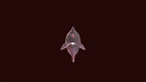 Boto Dolphin - 3D model by Liam Kevin Smith (@LiamKevinSmith) [cc5580f ...