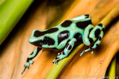 Green and Black Poison Dart Frog (Amphibians of Hawaii) · iNaturalist.org