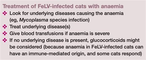 Feline Leukemia Virus (FeLV) - Kenny's Blog