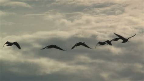 Geese Flying Silhouette Stock Footage Video (100% Royalty-free) 91534 ...