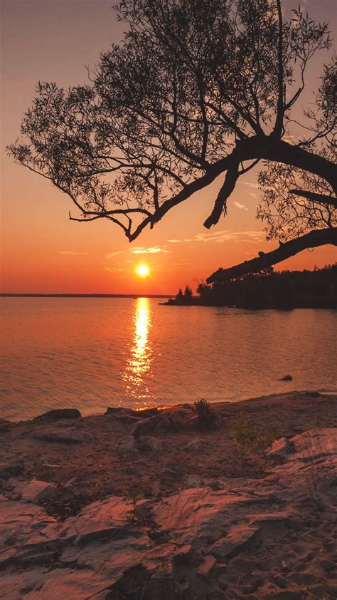 Tree, river, sunset, | Paisajes, Fotografía paisaje urbano, Fotos ...