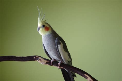 Where Do Cockatiels Originate? History & Current Status | Hepper