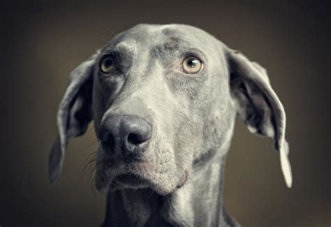 Weimaraner Portrait by Voec9472 on DeviantArt