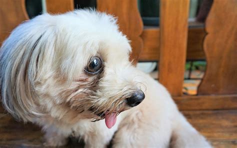 Report: 90% Of Crusty White Dogs Named Either Molly Or Coco — The ...