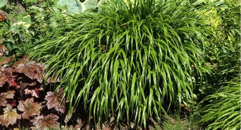 10 Easy To Grow Ornamental Grasses For Shade