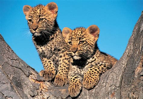 African Leopard Facts, Distribution, Habitat, Diet, Pictures