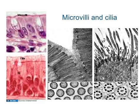 09.08.08: Epithelium